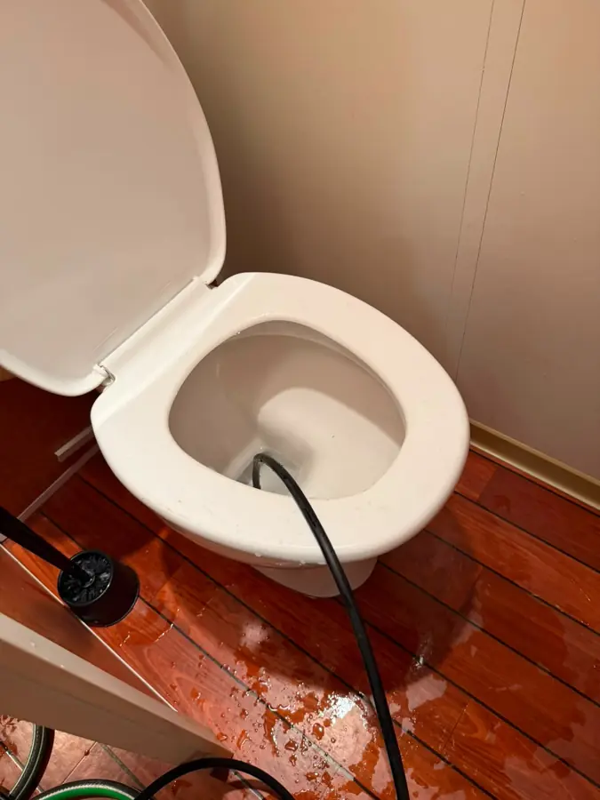 Furet passé dans la cuvette d'un WC bouché